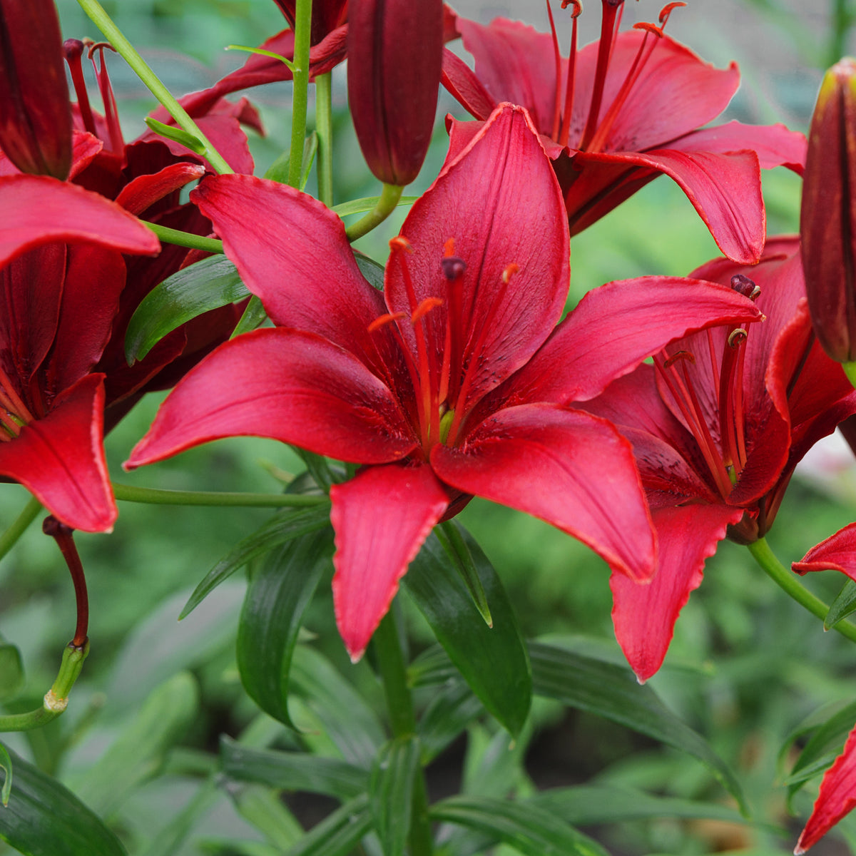 Lis asiatiques Red County - Lilium 'red county' - Plantes