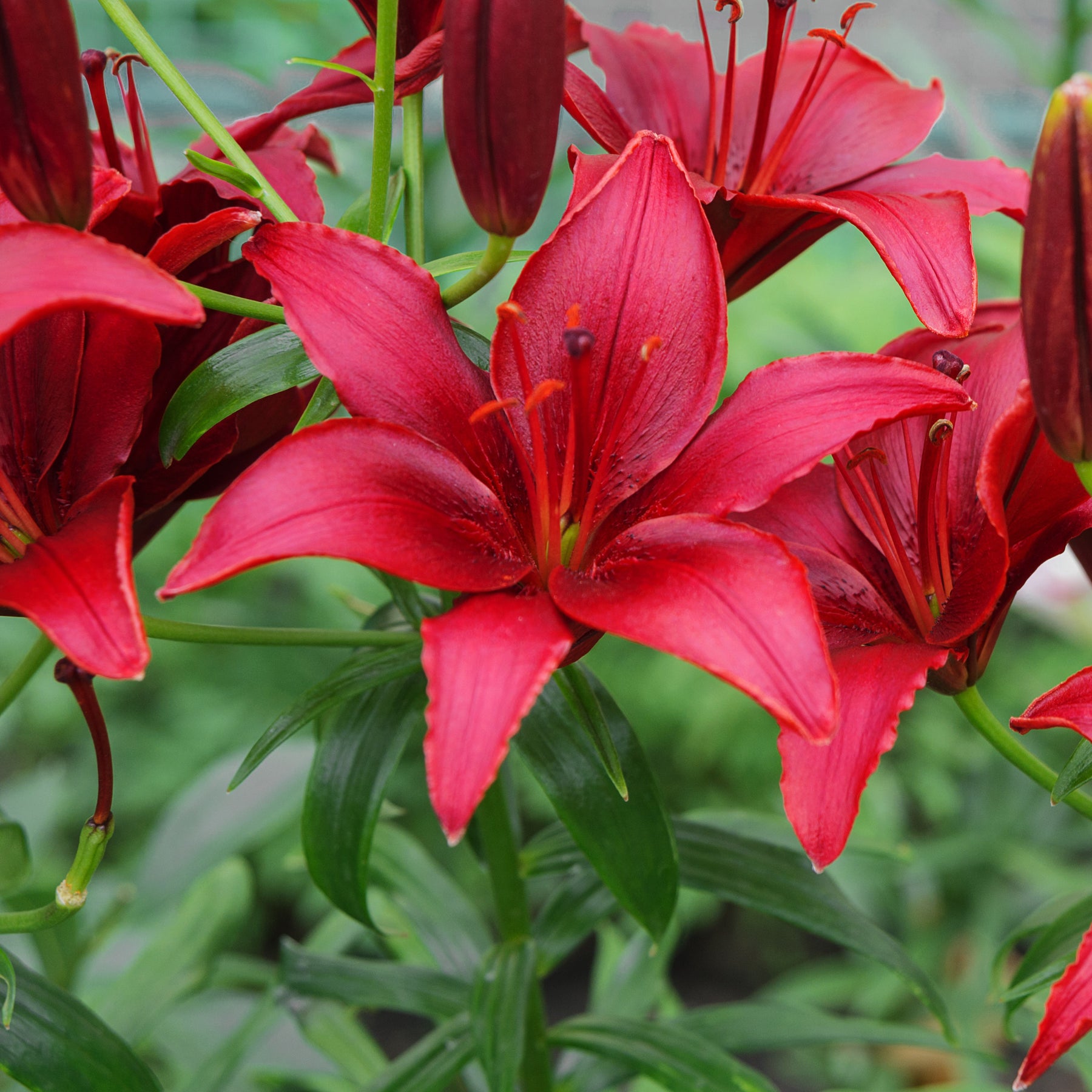 2 Lis asiatiques Red County - Lilium 'red county' - Plantes