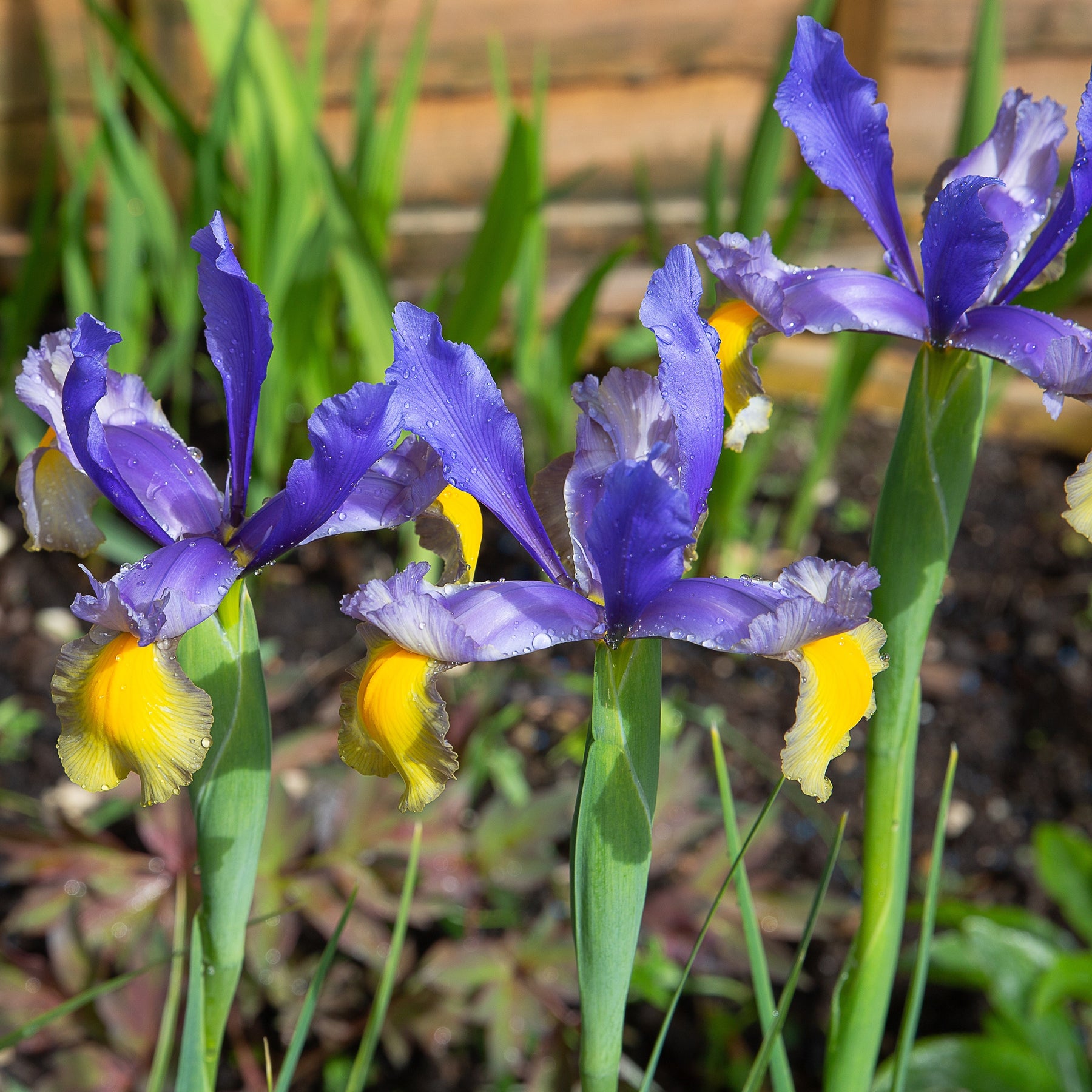 10 Iris de Hollande Frans Hals - Iris hollandica 'frans hals' - Plantes