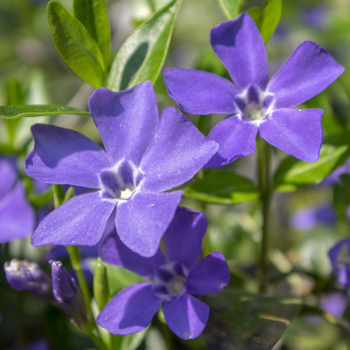Petite pervenche Gruner Teppich - Willemse