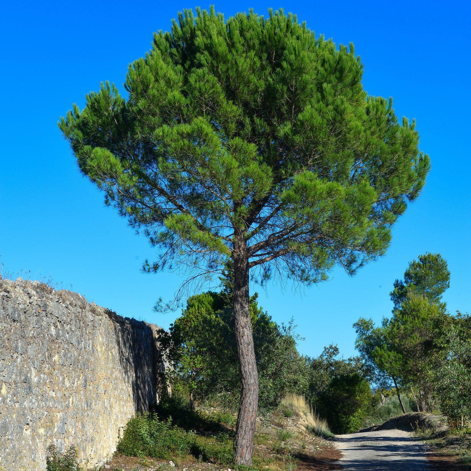 Pinus Pinea Prix _ Pinus Pinea Caractéristiques – ASOKLW