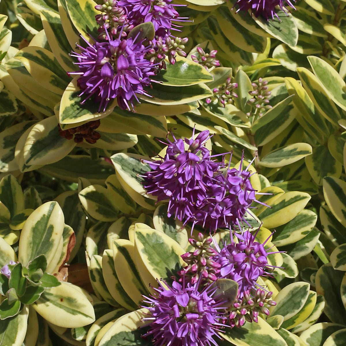 Véronique panaché - Hebe speciosa 'variegata' - Plantes