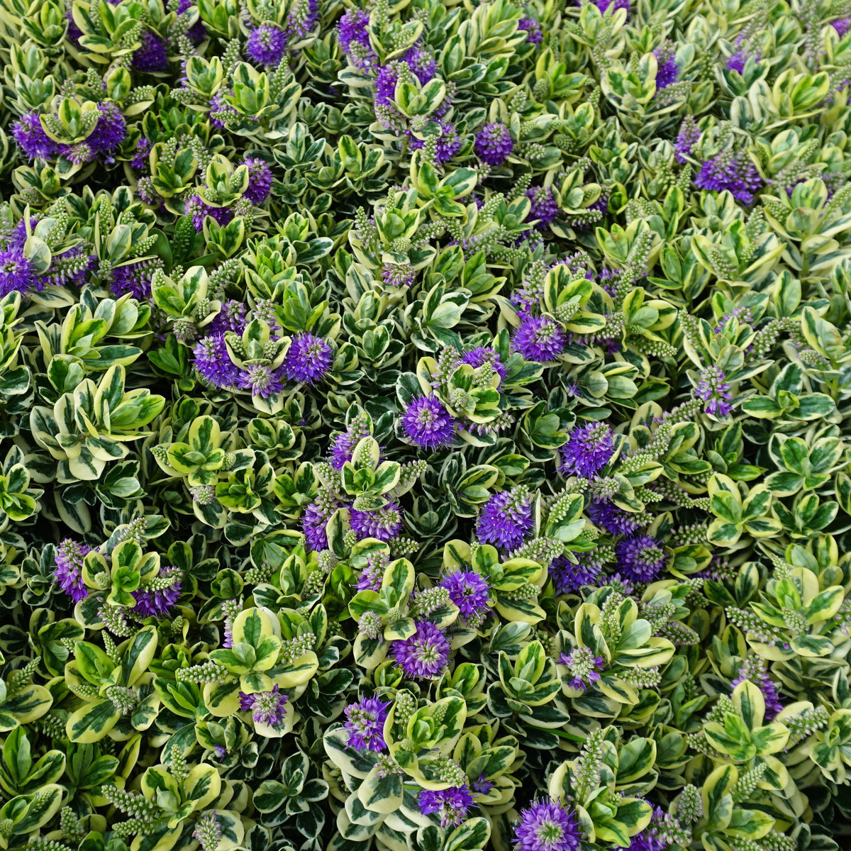 Véronique panaché - Hebe speciosa 'variegata' - Arbustes