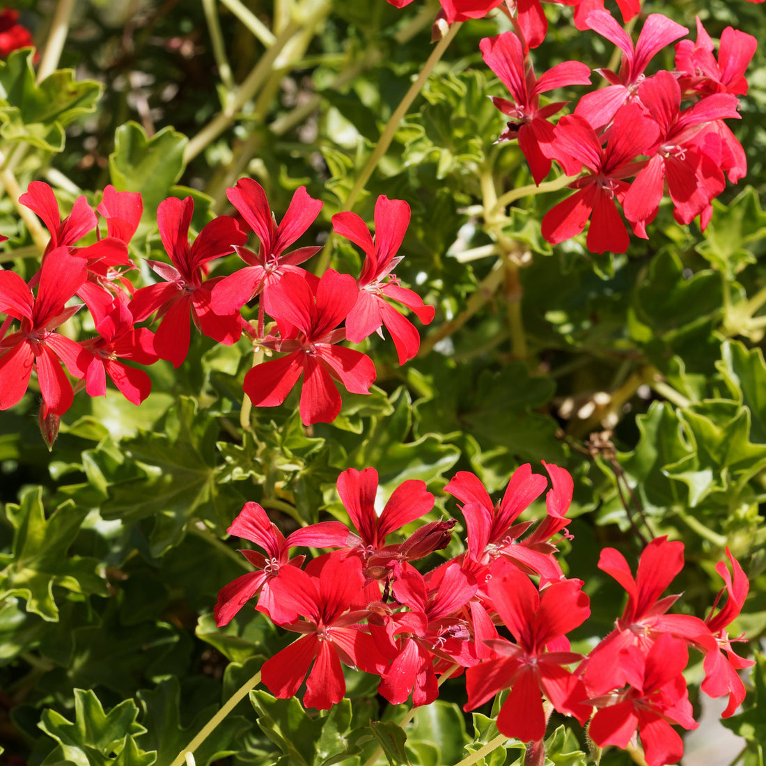 Géranium lierre - Pelargonium peltatum | Achat, Vente en ligne - Willemse