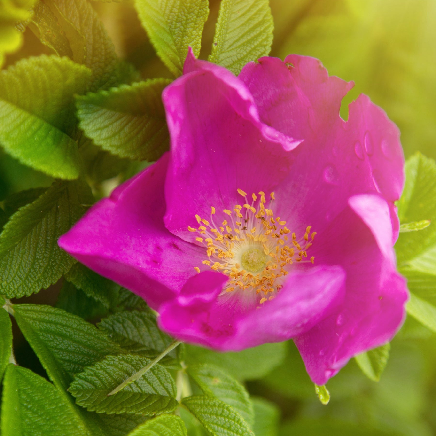Rosier rugueux rose foncé - Rosa rugosa rubra