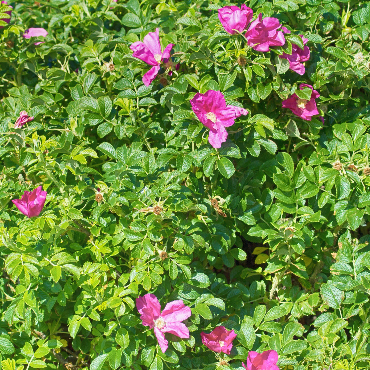 Rosier rugueux rose foncé - Rosa rugosa rubra - Plantes
