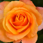 Rosier à massif orange - Rosa - Plantes