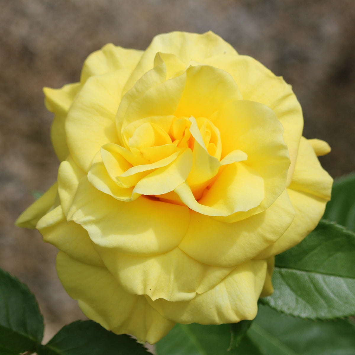 Rosier à massif jaune - Rosa - Plantes