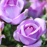 Rosier grimpant violet - Willemse