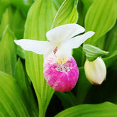 Orchidée terrestre 'cypripède royal' - Cypripedium reginae - Plantes
