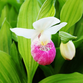 Orchidée terrestre 'cypripède royal' - Cypripedium reginae - Plantes