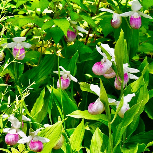 Orchidée terrestre 'cypripède royal' - Cypripedium reginae - Plantes vivaces