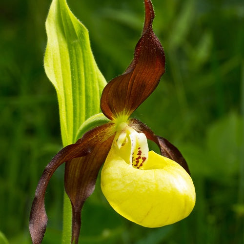 Orchidée terrestre 'cypripède soulier' - Cypripedium calceolus - Plantes