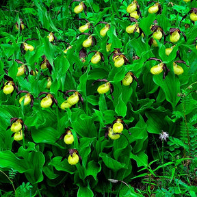 Orchidée terrestre 'cypripède soulier' - Cypripedium calceolus - Plantes vivaces