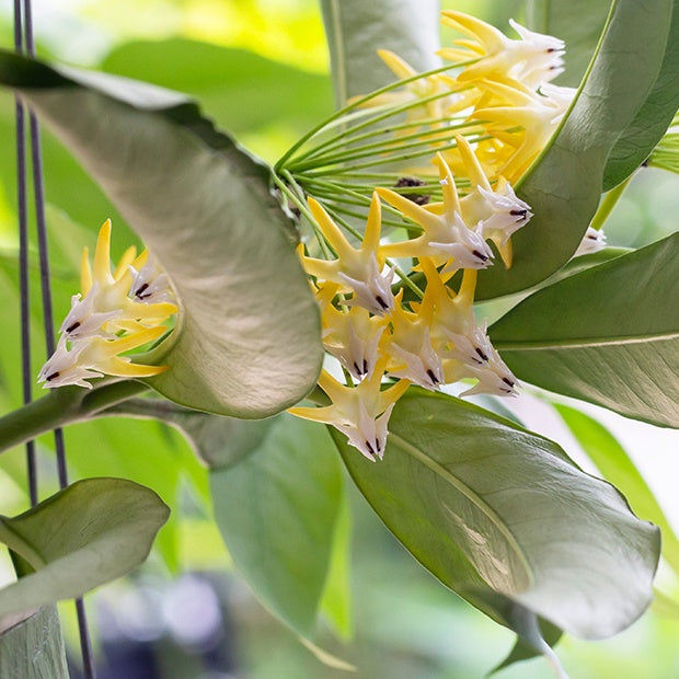 Fleur de porcelaine : Hoya multiflora