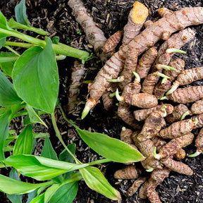 Curcuma longa turmeric 'Safran des Indes' - Willemse