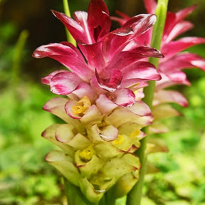 Curcuma longa turmeric - Curcuma longa turmeric 'Safran des Indes' - Plantes tropicales