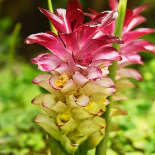 Curcuma longa turmeric - Curcuma longa turmeric 'Safran des Indes' - Plantes tropicales