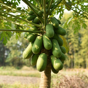 Papayer 'babaco' - Carica pentagona - Fruitiers Arbres et arbustes