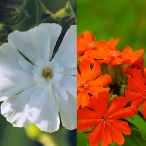 3 Lychnis (coquelourde des jardins) 2 orange + 1 blanche pour votre jardin réf 021209 - Willemse
