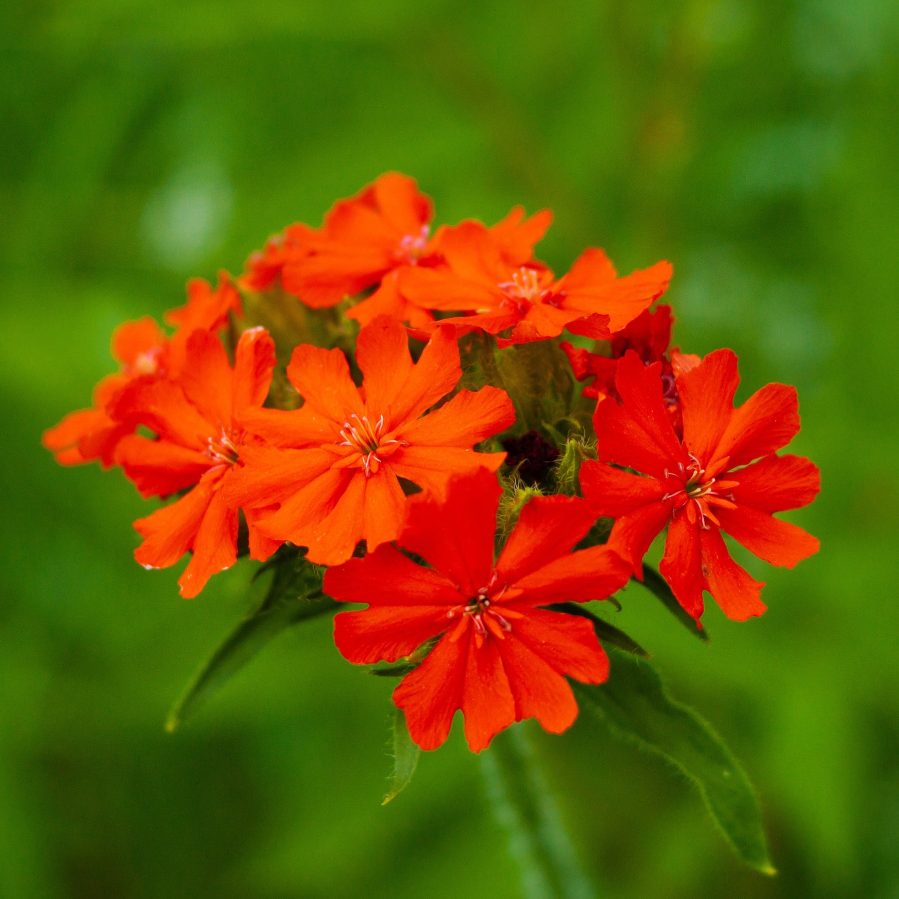 3 Lychnis (coquelourde des jardins) 2 orange + 1 blanche pour votre jardin réf 021209 - Lychnis - Willemse