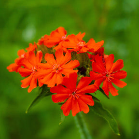3 Lychnis (coquelourde des jardins) 2 orange + 1 blanche pour votre jardin réf 021209 - Lychnis - Willemse