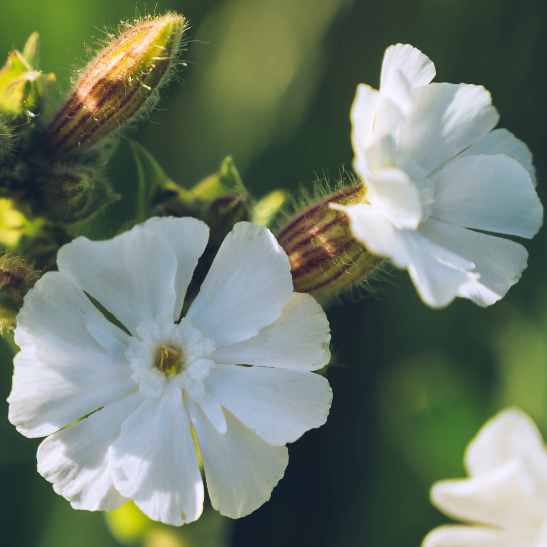 Lychnis - Coquelourdes - 3 Lychnis (coquelourde des jardins) 2 orange + 1 blanche pour votre jardin réf 021209 - Lychnis