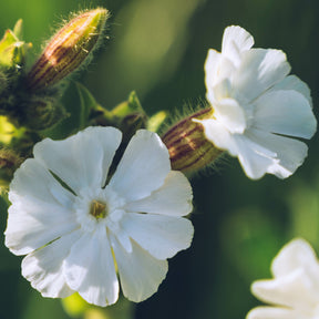 Lychnis - Coquelourdes - 3 Lychnis (coquelourde des jardins) 2 orange + 1 blanche pour votre jardin réf 021209 - Lychnis