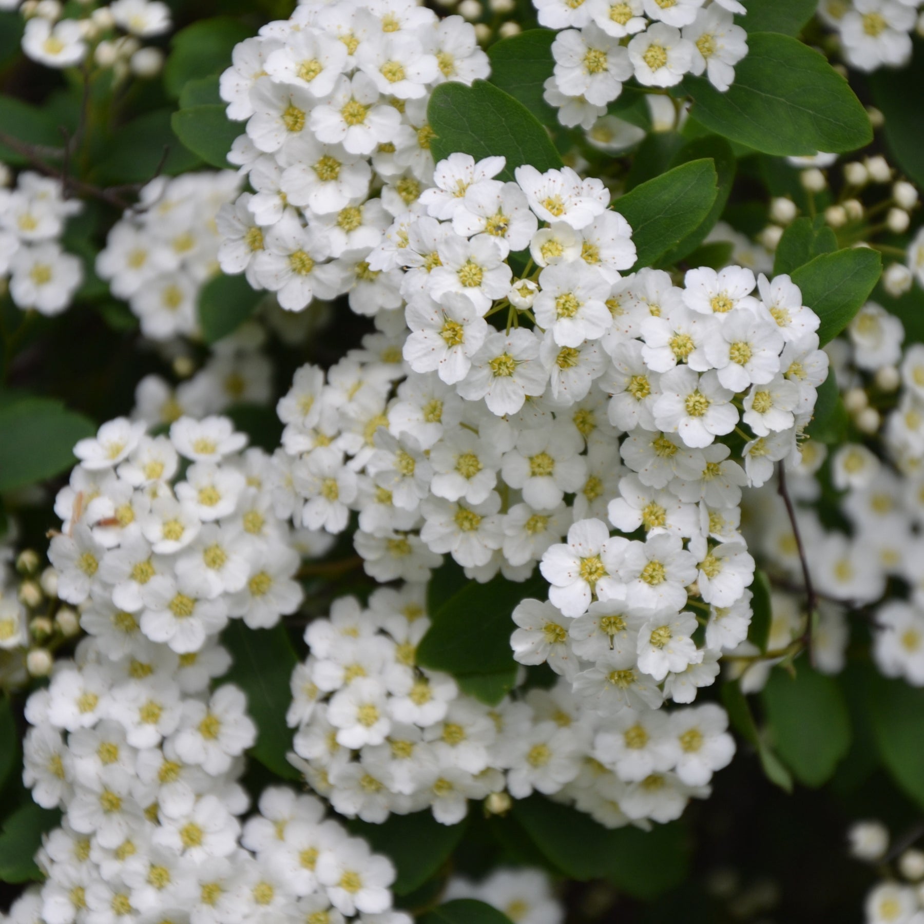 Spir e De Thunberg Spiraea Thunbergii spir-e-de-thunberg-spiraea-thunbergii
