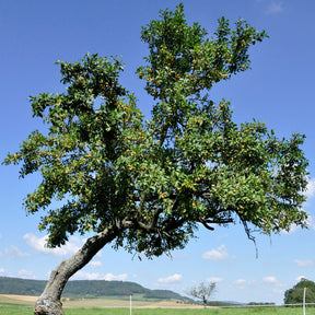 Prunier Reine-Claude d’Oullins - Prunus domestica reine-claude d'oullins - Prunier