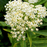 3 Asclépiades incarnat Ice Ballet - Willemse