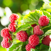 Framboisier remontant Aroma Queen - Rubus idaeus 'aroma queen® - Plantes