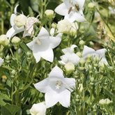Platycodon à grandes fleurs 'Albus' - Platycodon grandiflorus albus - Plantes