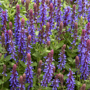 Sauge des bois Sensation Deep Blue - Willemse
