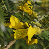 Sophora à petites feuilles 'Sun King' - Sophora microphylla 'sun king' - Plantes