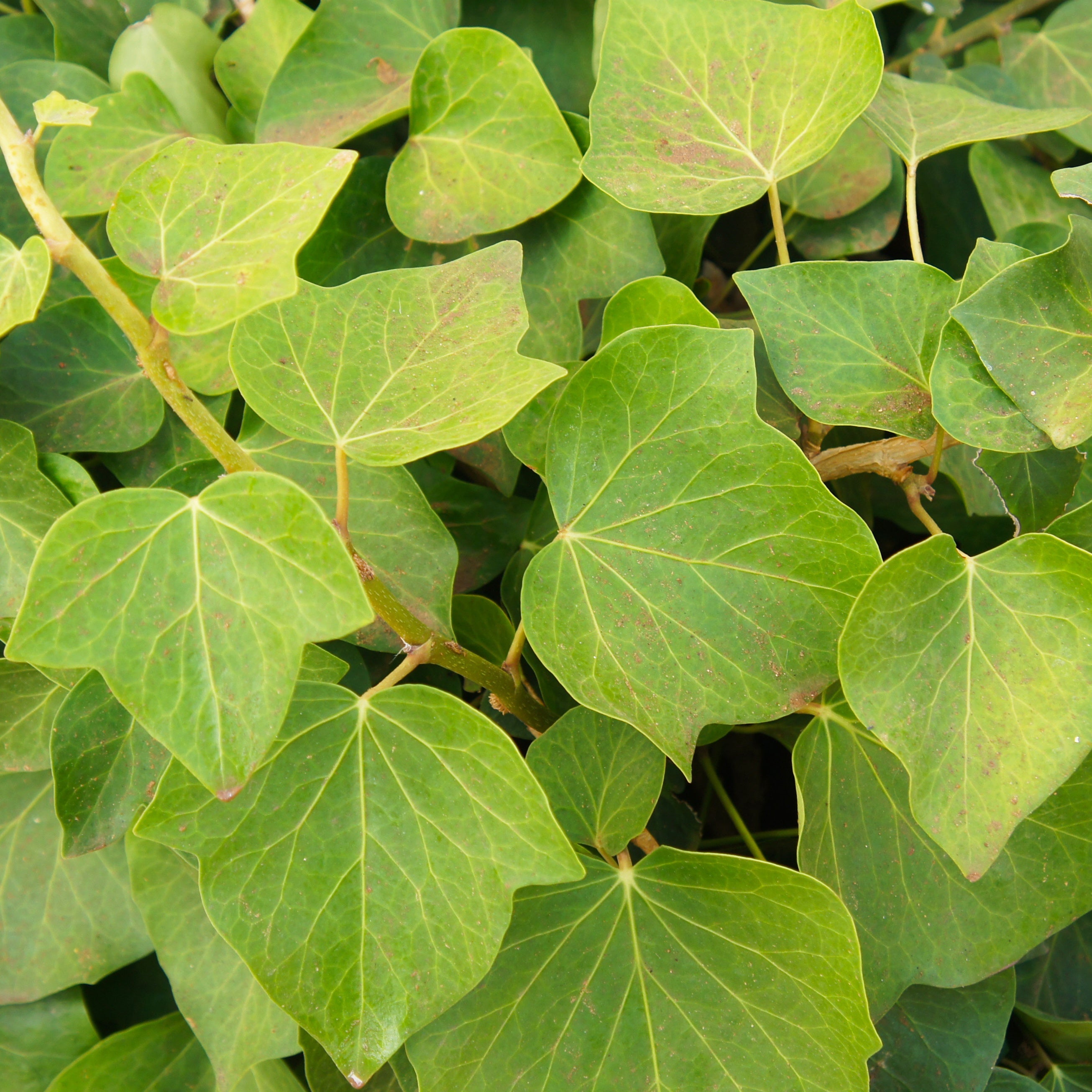 D couvrez Diff rents Types De Lierre Pour Votre Jardin Ou Votre Int ri d-couvrez-diff-rents-types-de-lierre-pour-votre-jardin-ou-votre-int-ri