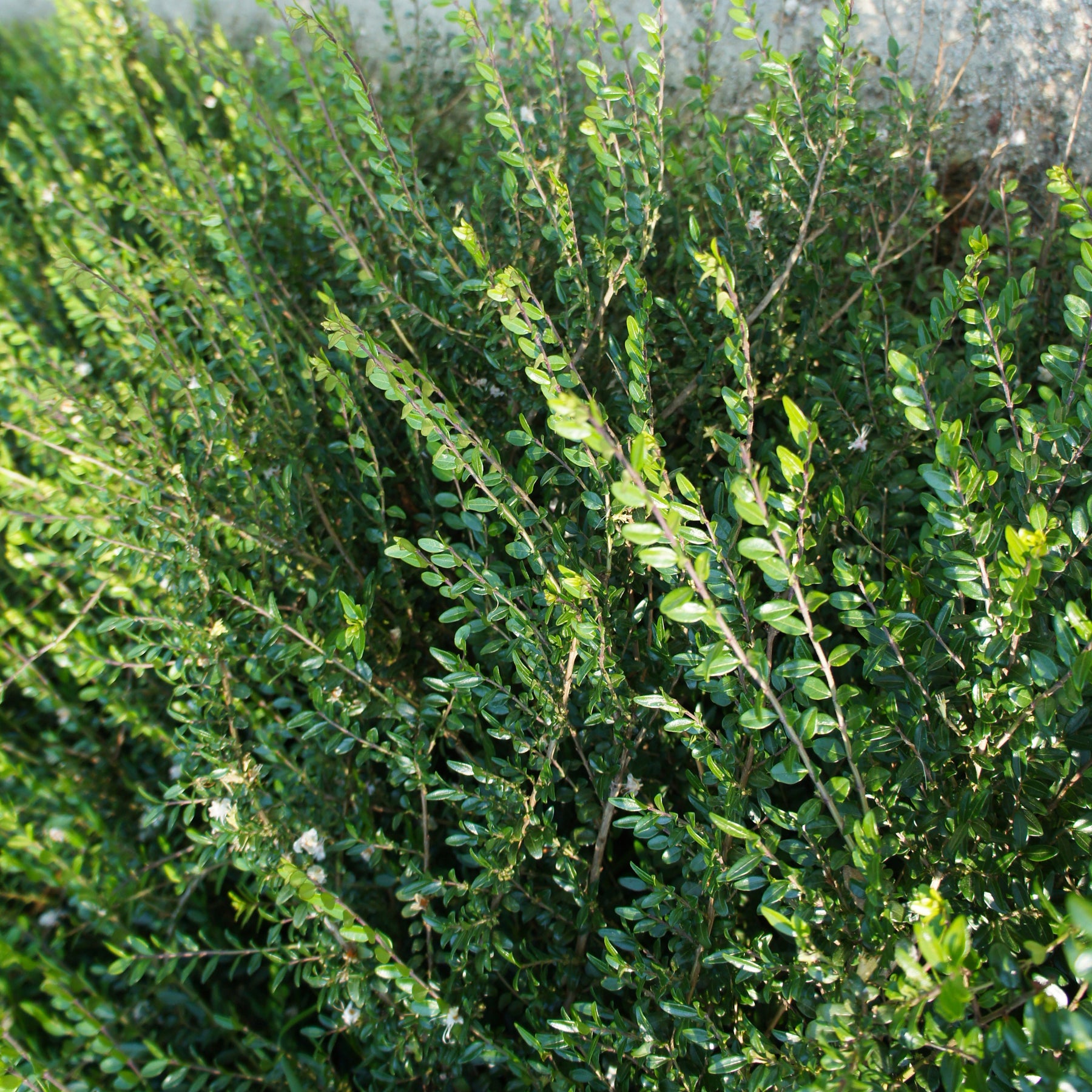 3 Chèvrefeuilles arbustif Maigrun - Lonicera nitida maigrün - Plantes
