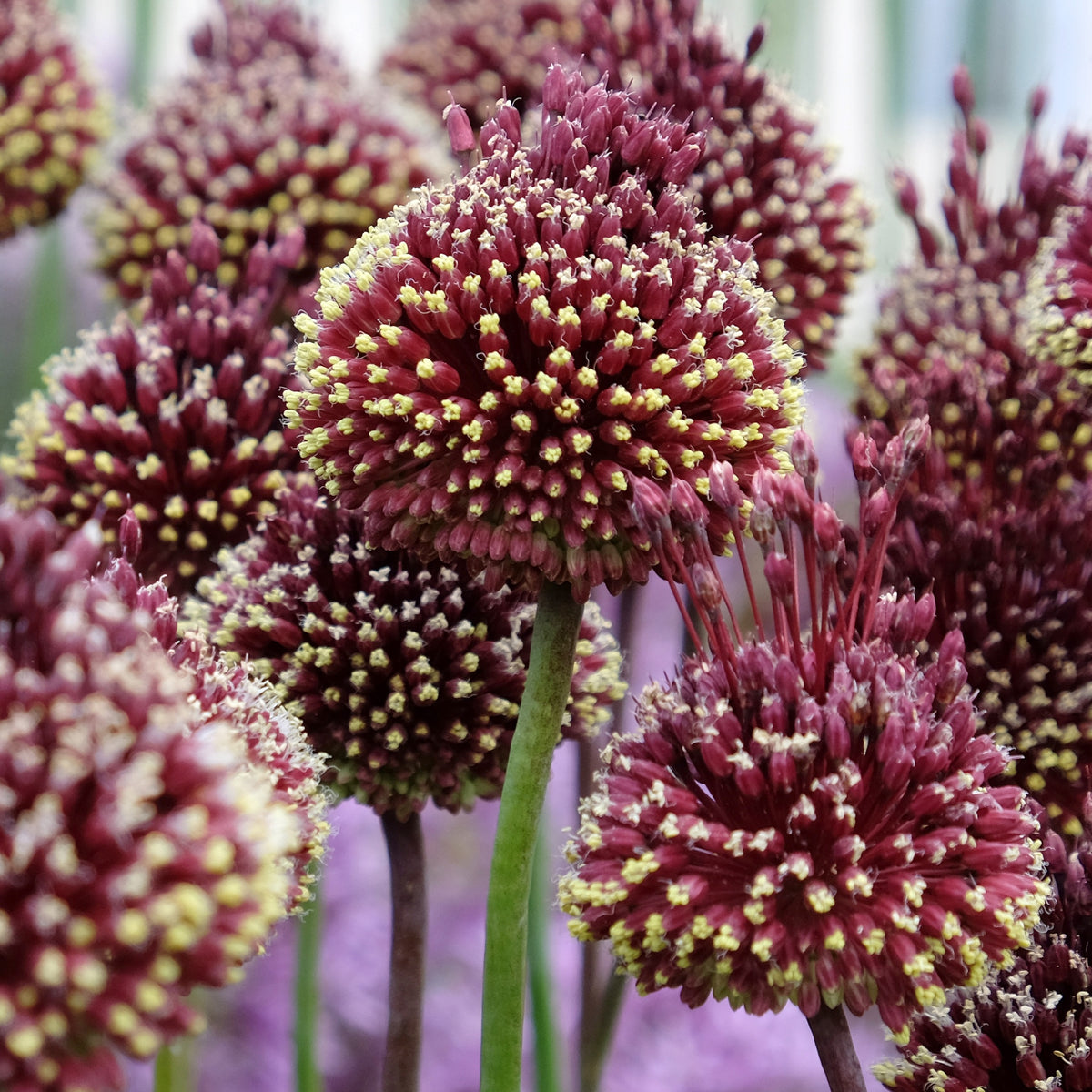 2 Ails d'ornement Red Mohican - Allium amethystinum 'red mohican' - Plantes