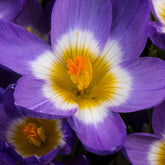 10 Crocus sublime Tricolor - Willemse