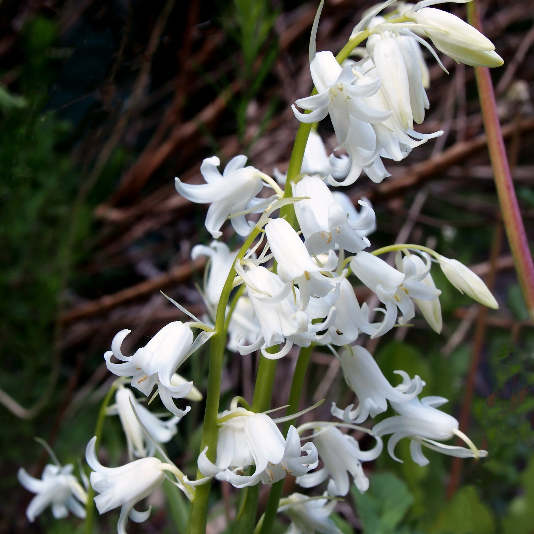 10 Jacinthes d'Espagne à fleurs blanches