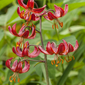 Lys Claude Shride - Willemse