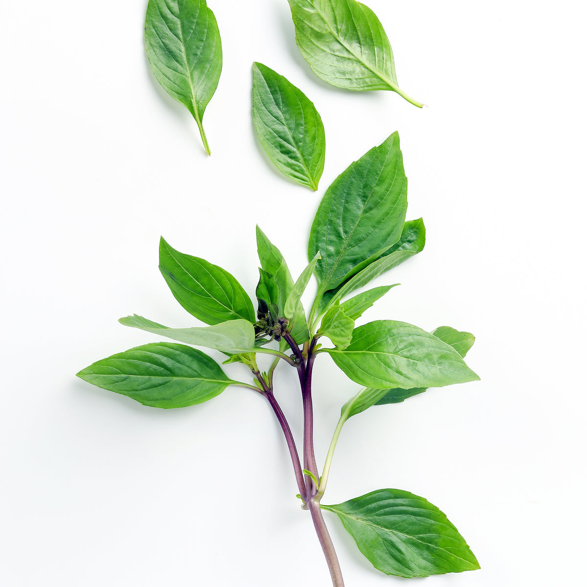 Plant de Basilic Thaï - Plants d'aromatiques