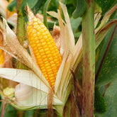 3 Plants de maïs à popcorn - Potager
