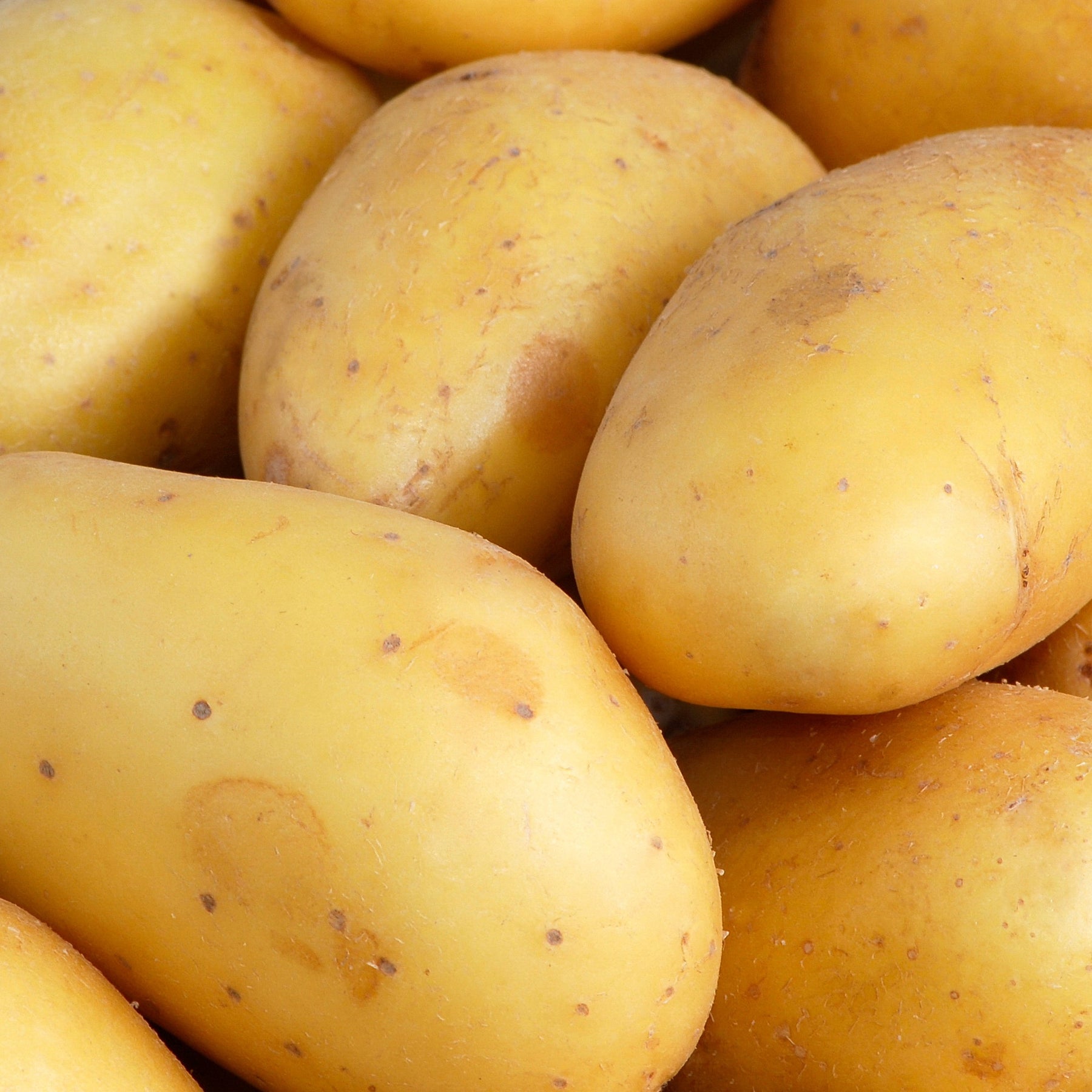 25 Pommes de terre Goldmarie - Solanum tuberosum goldmarie - Potager