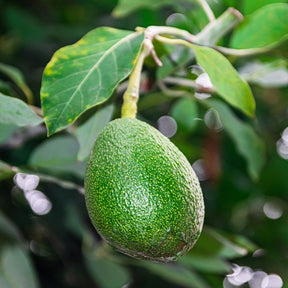 Collection de 3 avocatiers (Hass, Fuerte, Bacon) - Willemse