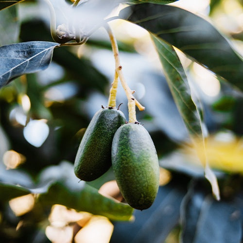 Collection de 3 avocatiers (Hass, Fuerte, Bacon) - Persea americana var. bacon / fuerte / hass - Willemse