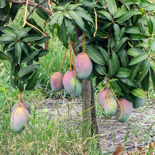 Collection de 3 manguiers (Osteen, Kensington Pride, Tommy Atkins)