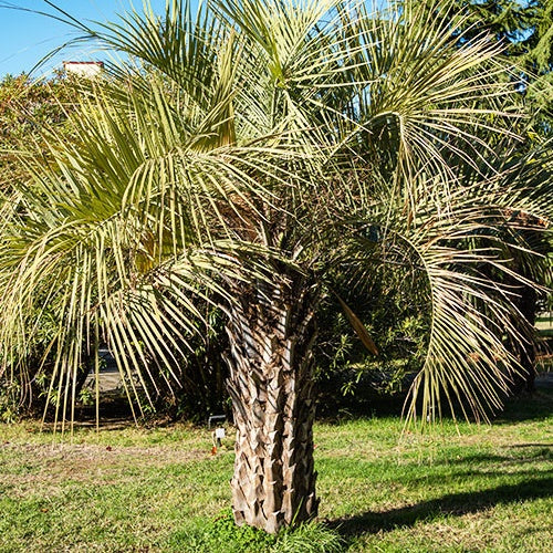 Collection de trois palmiers rustiques pour décor immédiat - Butia capitata / jubaea chilensis / trachycarpus wagnerianus - Plantes
