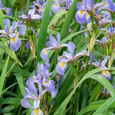 Iris versicolor - Iris versicolor - Plantes