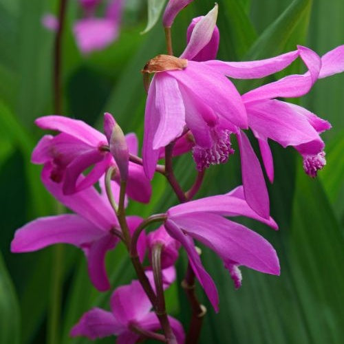 Orchidée Jacinthe - Bletilla striata